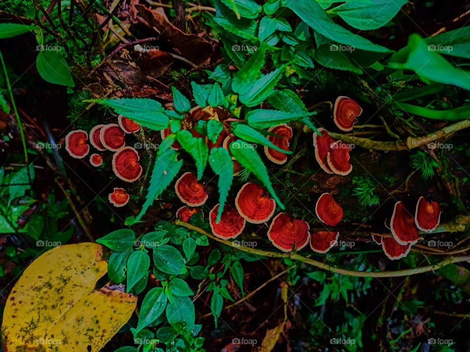 Wild mushrooms (microporus) grow in clusters on the forest floor
