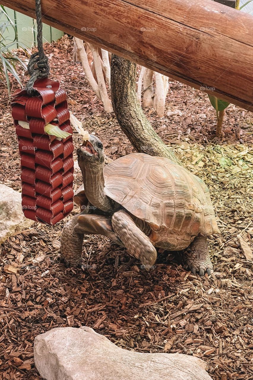 Turtle eating in the zoo