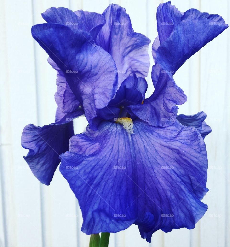 Iris 