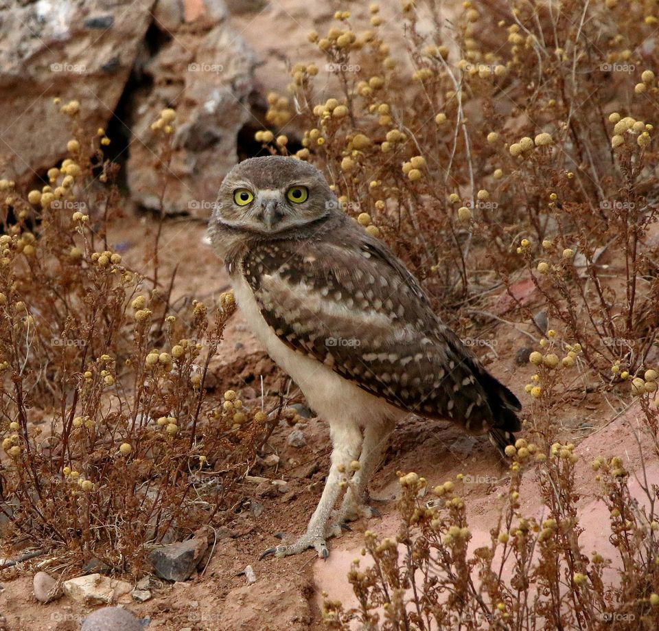 Juvenile Burrowing Owl in Desert