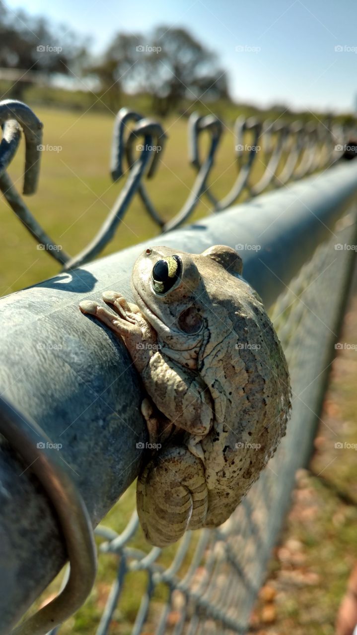 brownish/ grayish frog hanging out on chain link fence at the park.