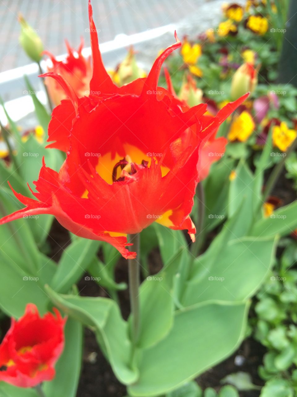Red tulip