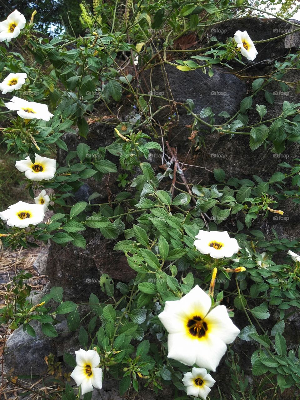 many flowers bloom very beautiful on the garden wall