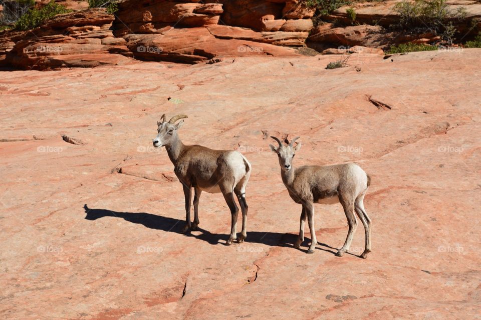 Mountain goats