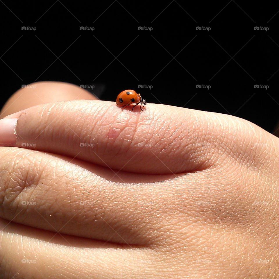 Lady bug