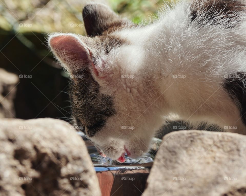 Kitten drinking water