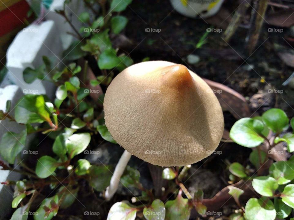 wild mushroom