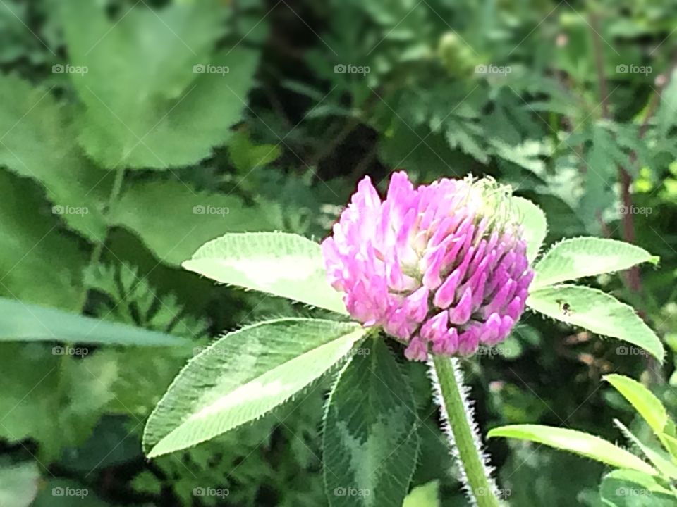 Purple clover flower 
