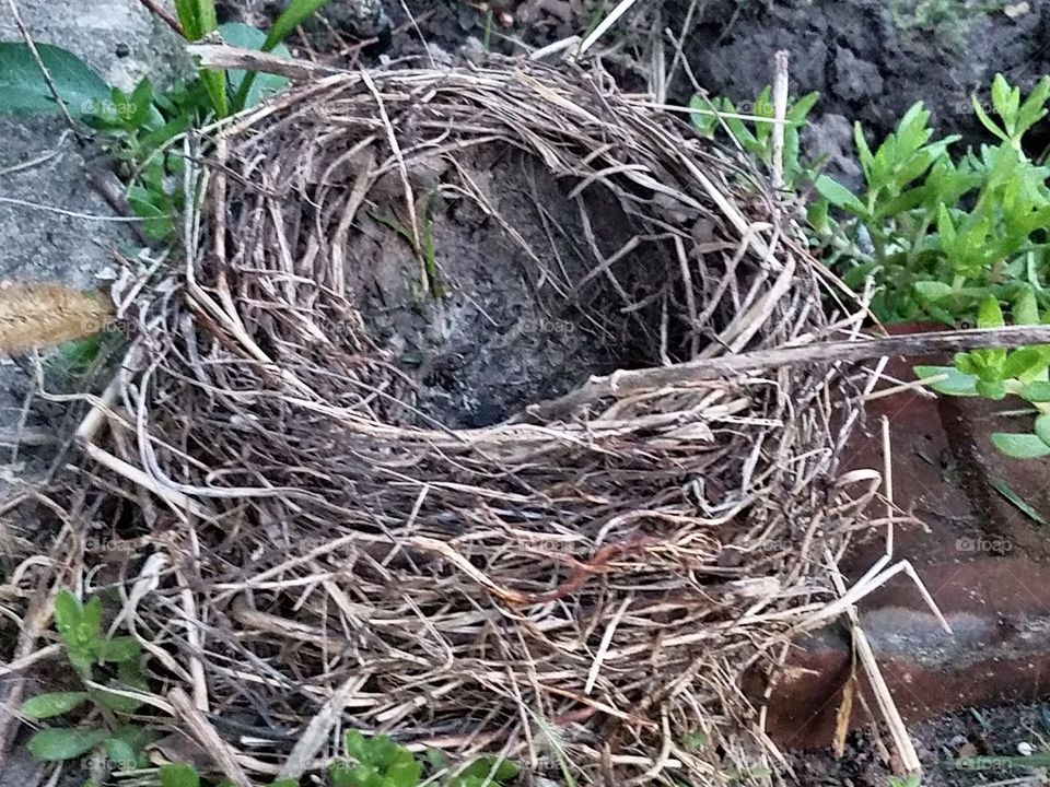 A empty nest