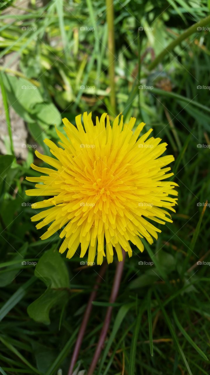 Yellow Dandelion