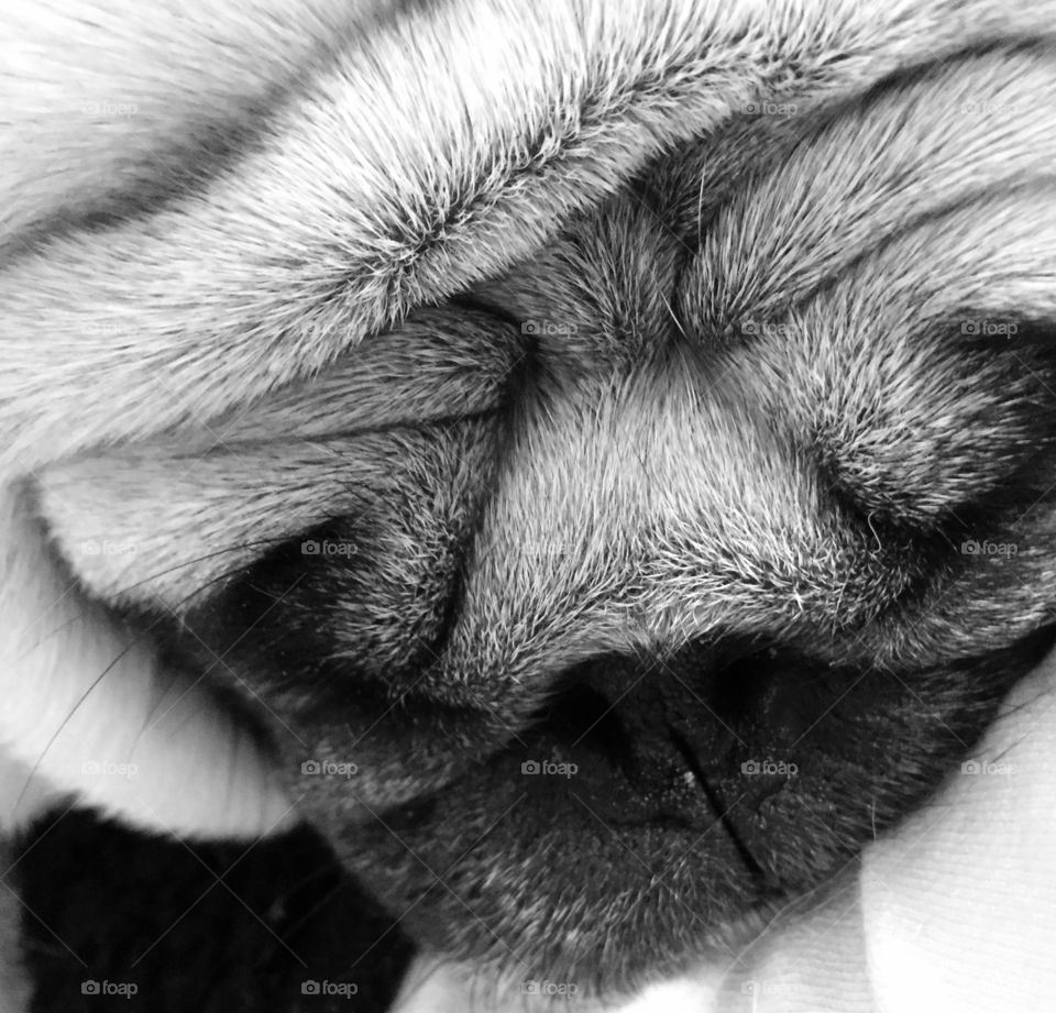 Louie the pug snoozing after a long day. 