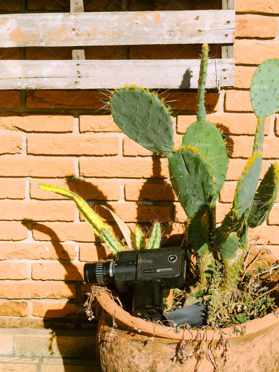 cactus with super 8 camera, desert feeling, wood and bricks.