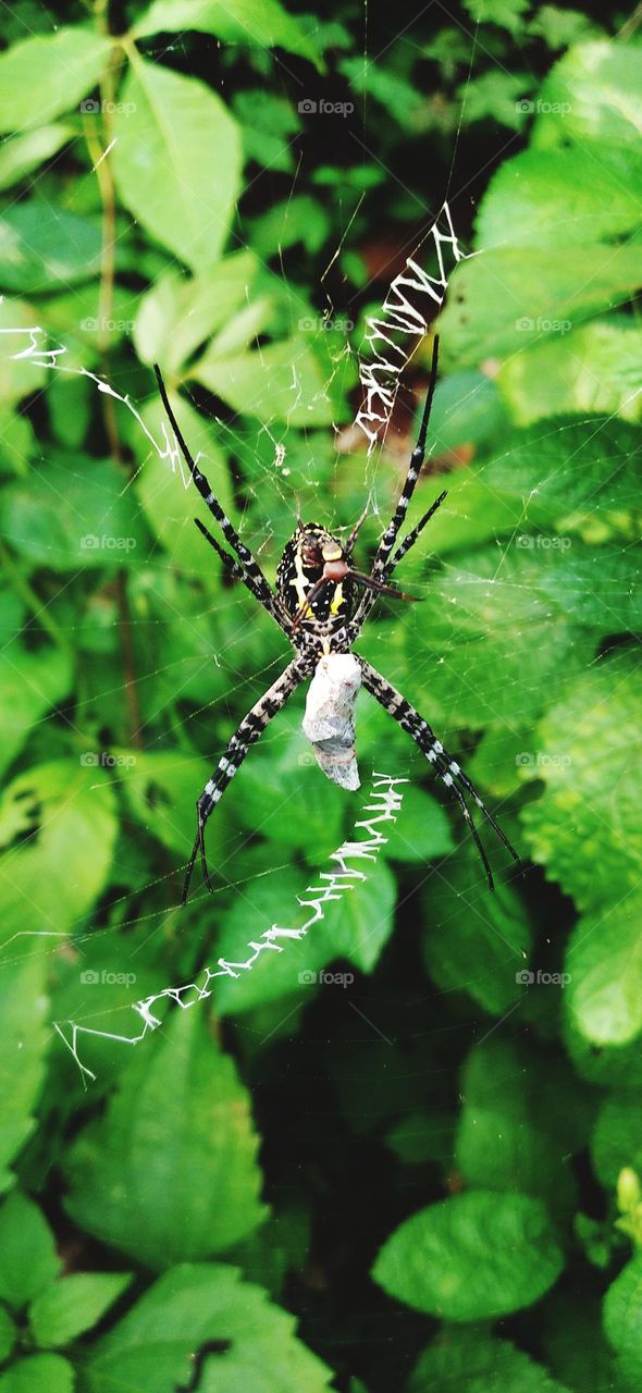 Argiope anasuja is a species of spider in the family Araneidae.