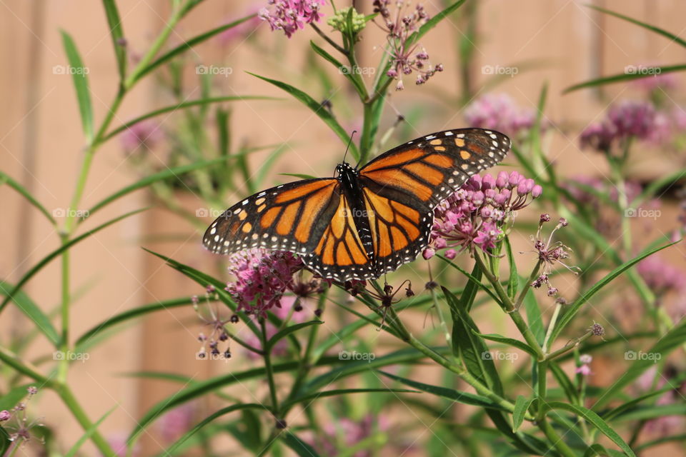 Monarch butterfly on milkweed.