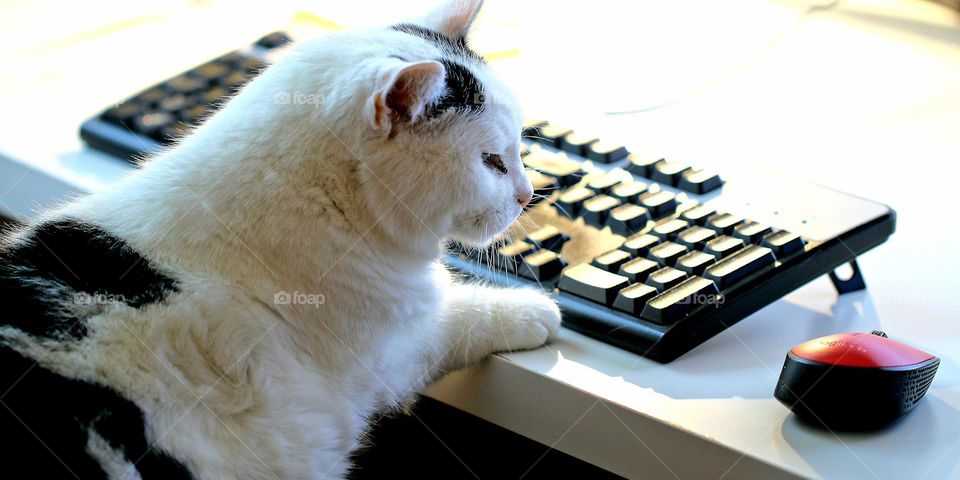 Katze am Computer