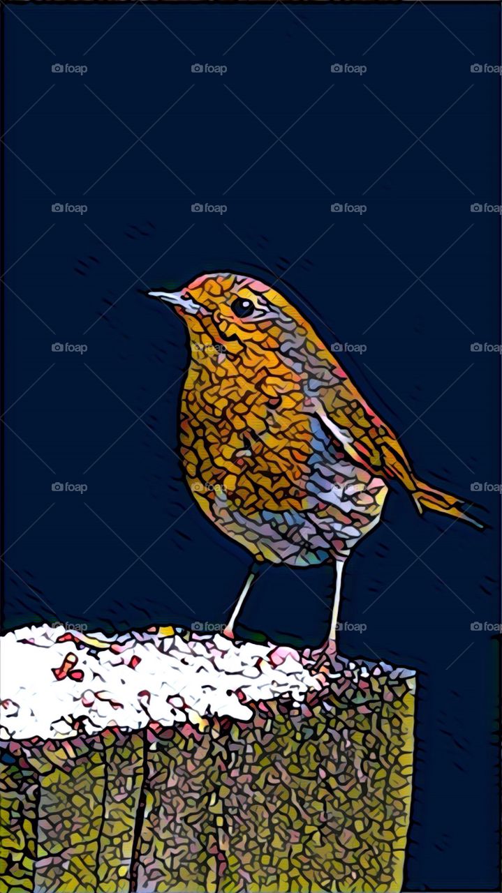 Bird, Nature, Wing, Wildlife, Desktop
