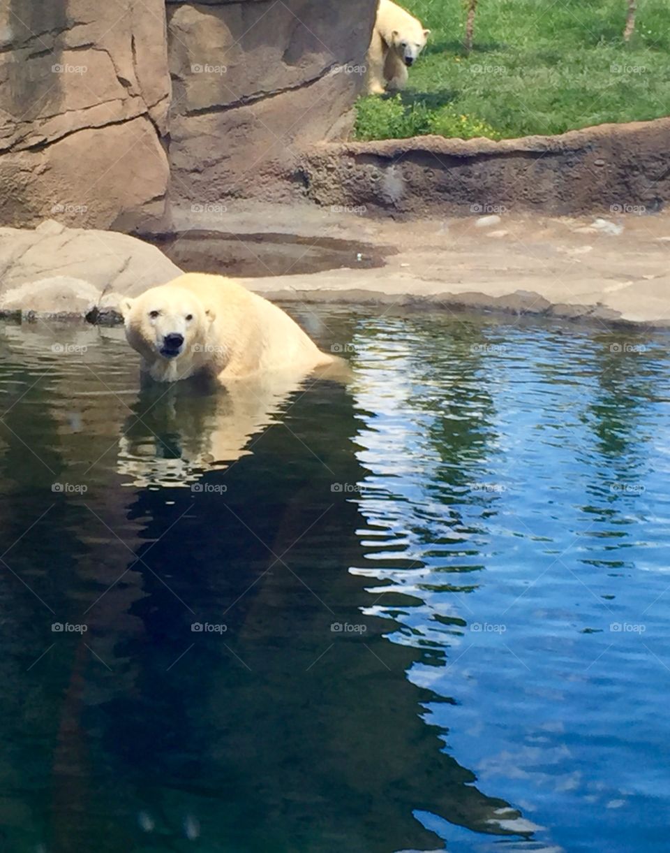 Polar Bear Swim