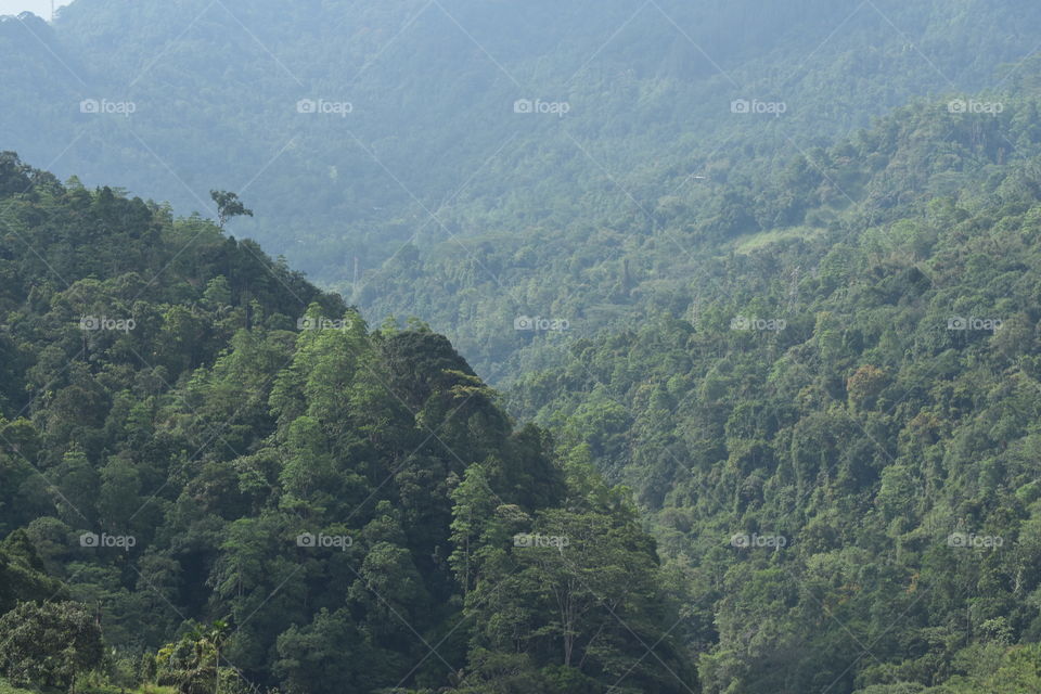 Beautiful forest #havenly blessing