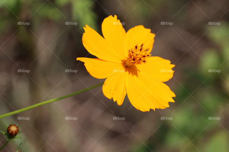 Yellow flower partrait with green stick.