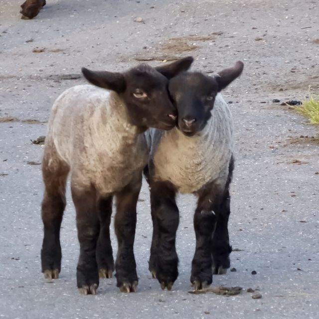 Baby sheep 