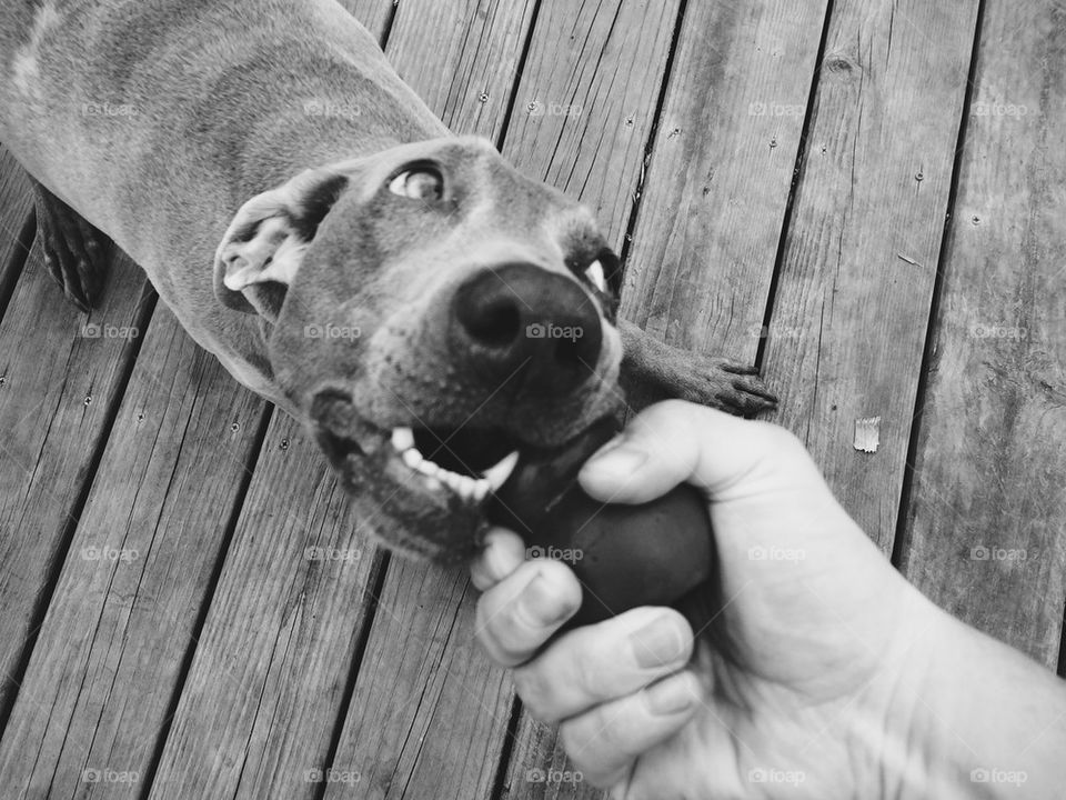 Weimaraner tug-of-war