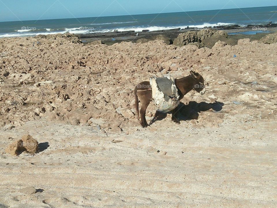 a donkey near the beach.