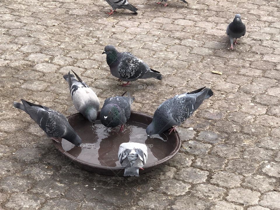 Beautiful pigeons drink water