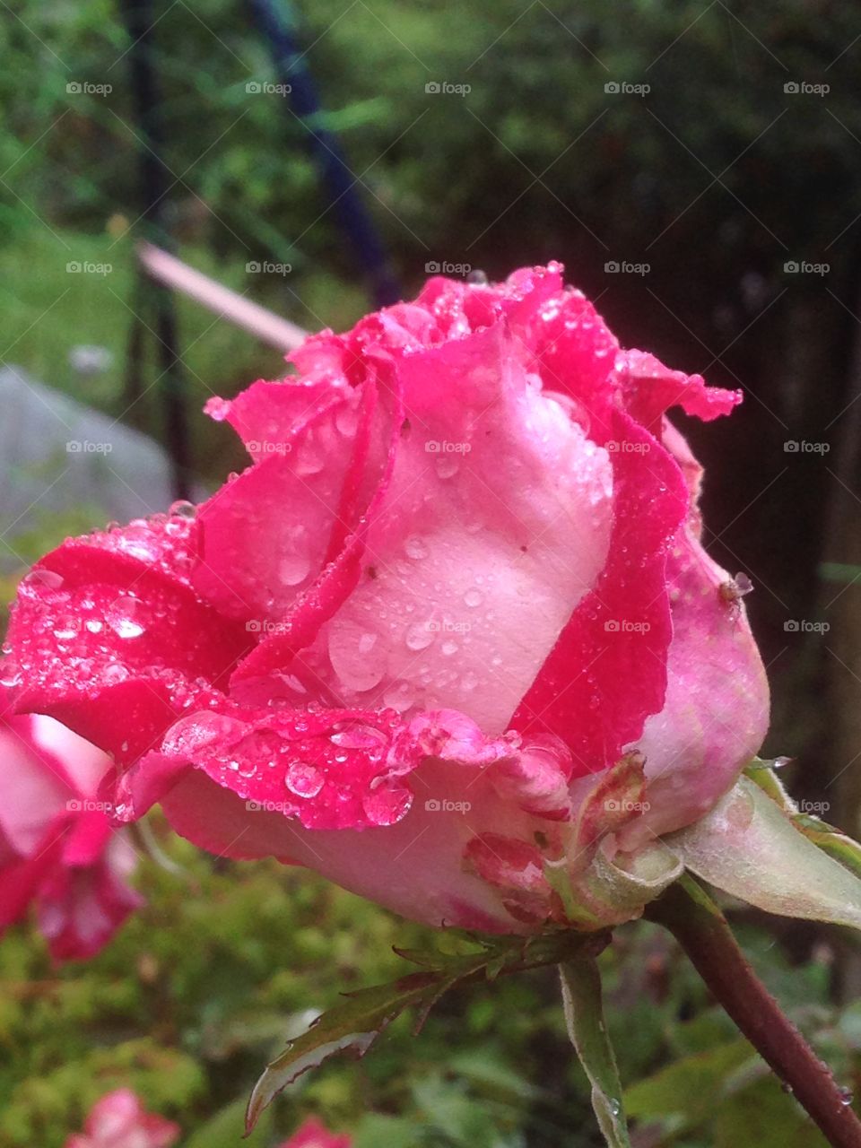 Rain on roses