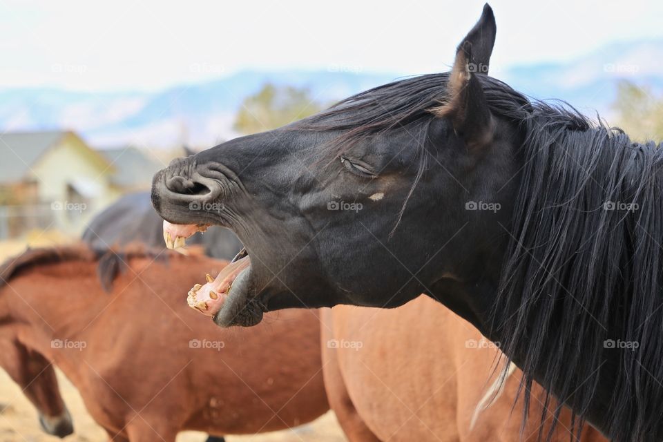 Wild black stallion mustang in front of herd  with mouth open 