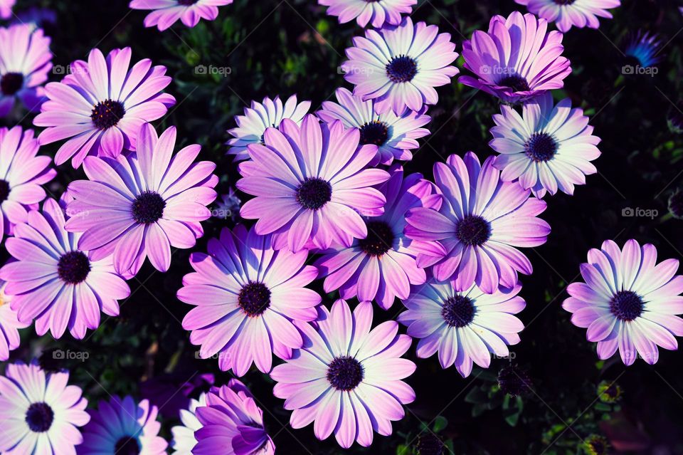 bouquet of purple daisies