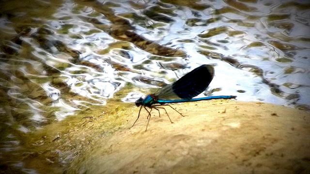 Water