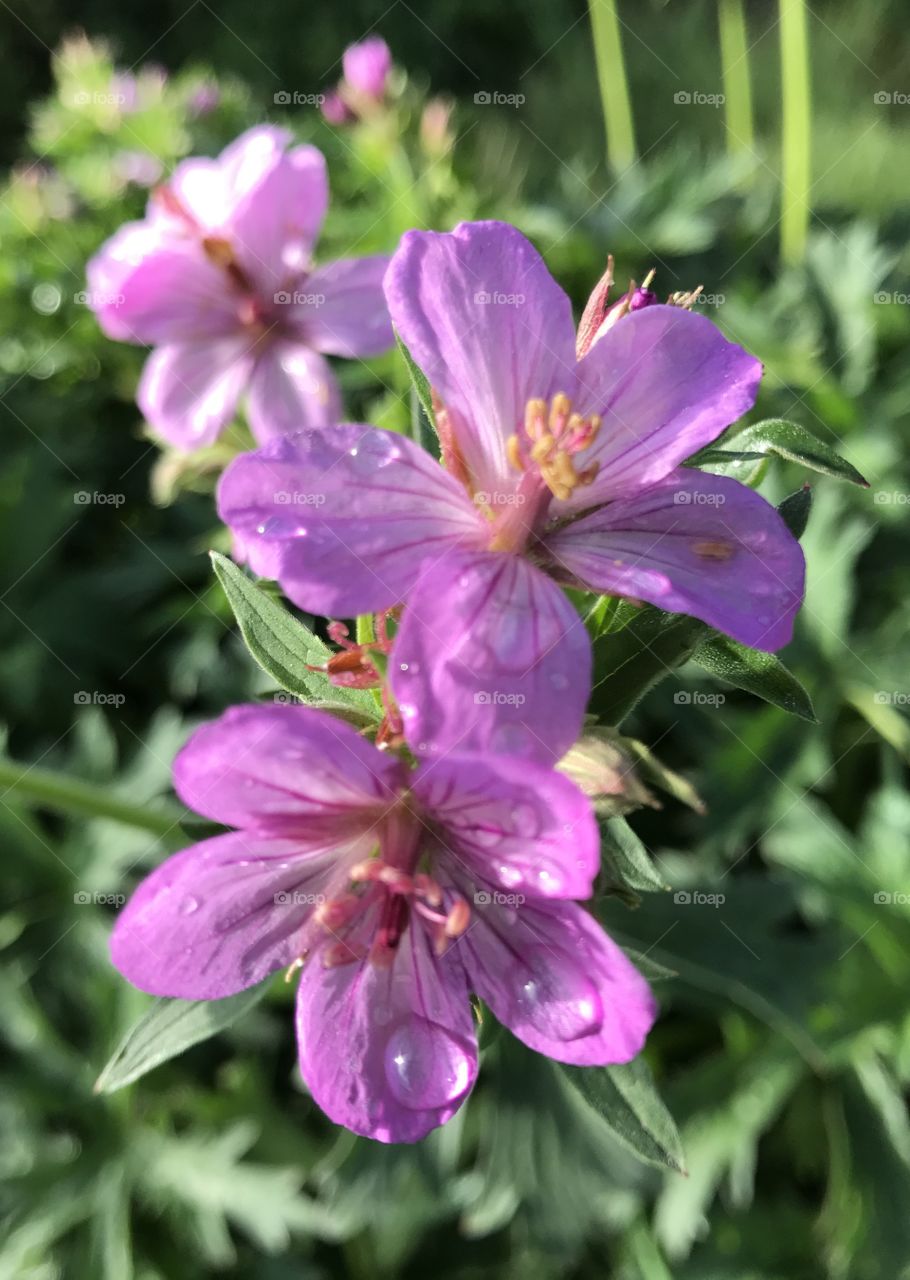 Wildflowers