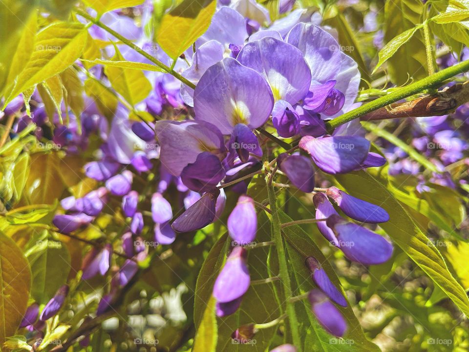 Wisteria cascading over a fence 