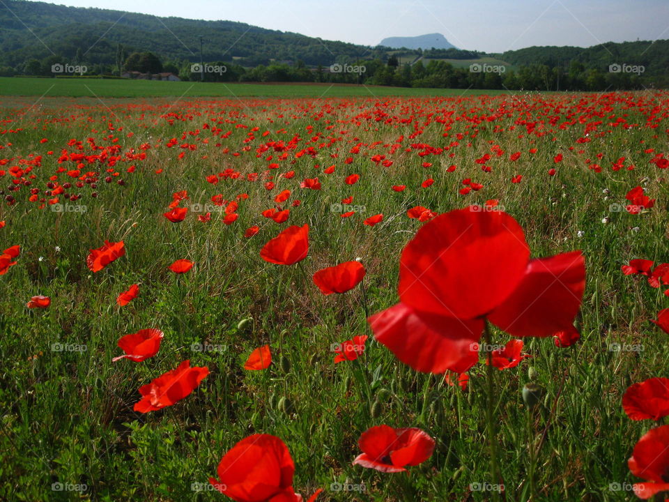 Field of Poppy in France