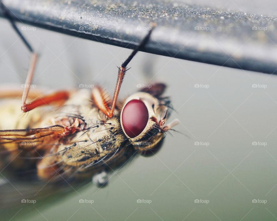 Extreme close up of fly