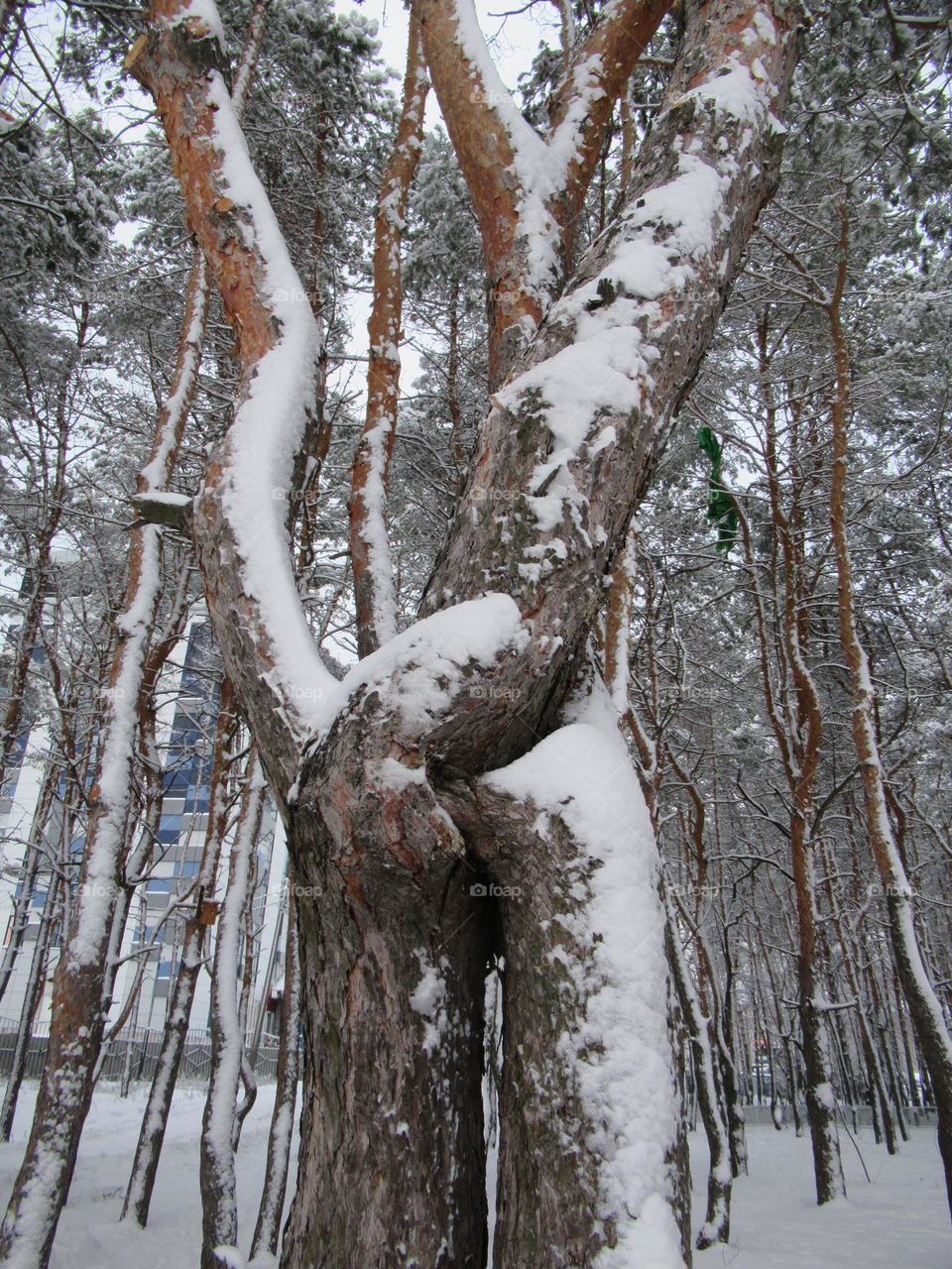 a tree has grown, a knot of trees