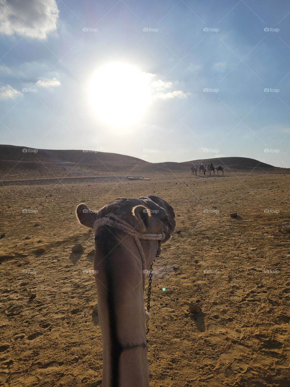 Camel ride at Giza Pyramid Cairo Egypt