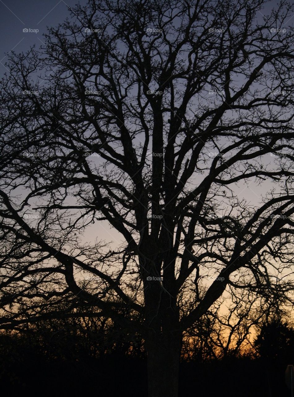 Tree at Dusk