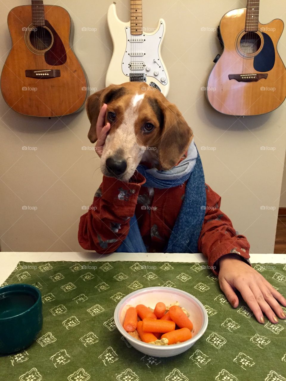 Bigsby the treeing walker coonhound sits at the dinner table & thinks about his long day 