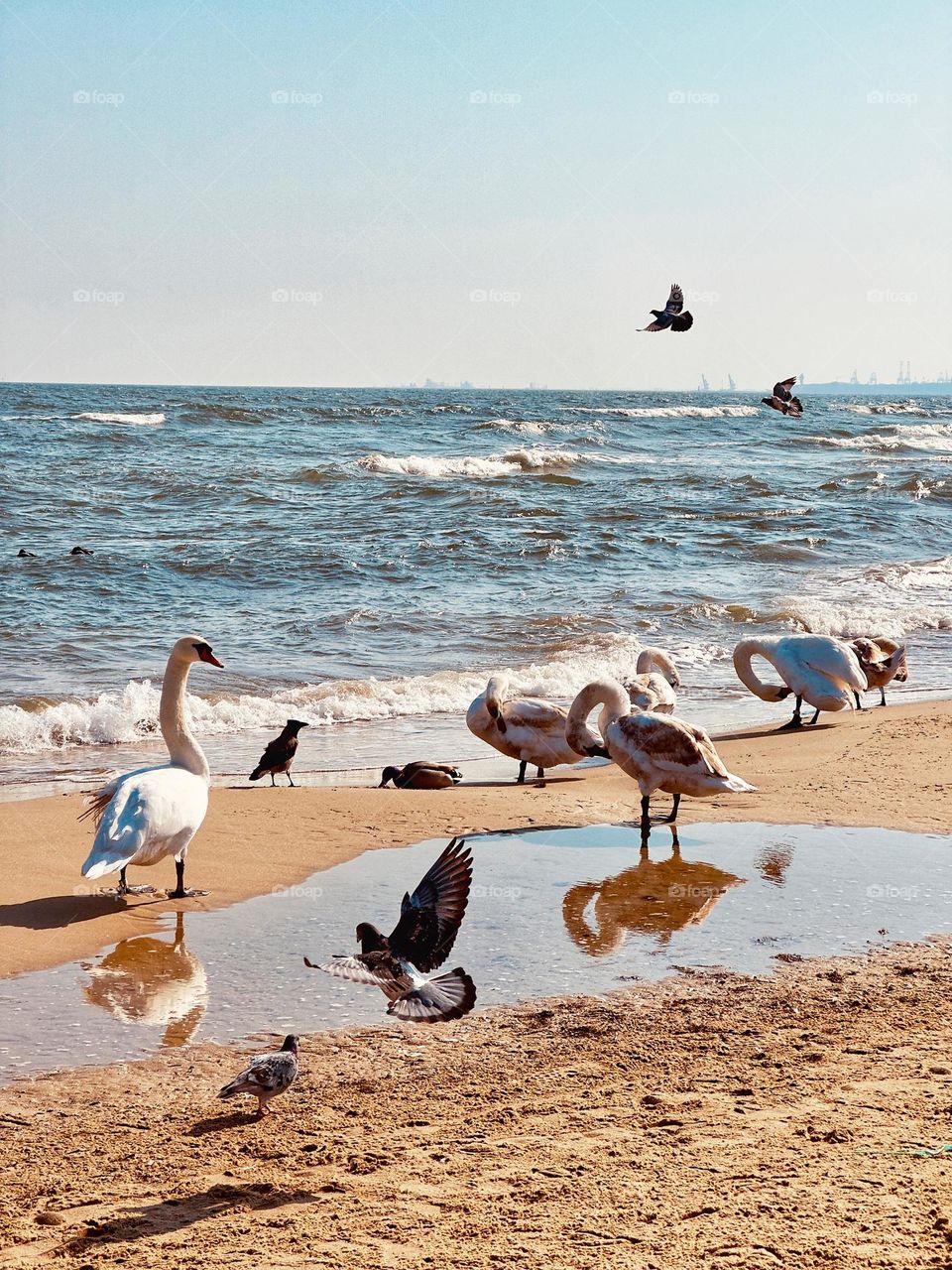 Party on the beach 🦢