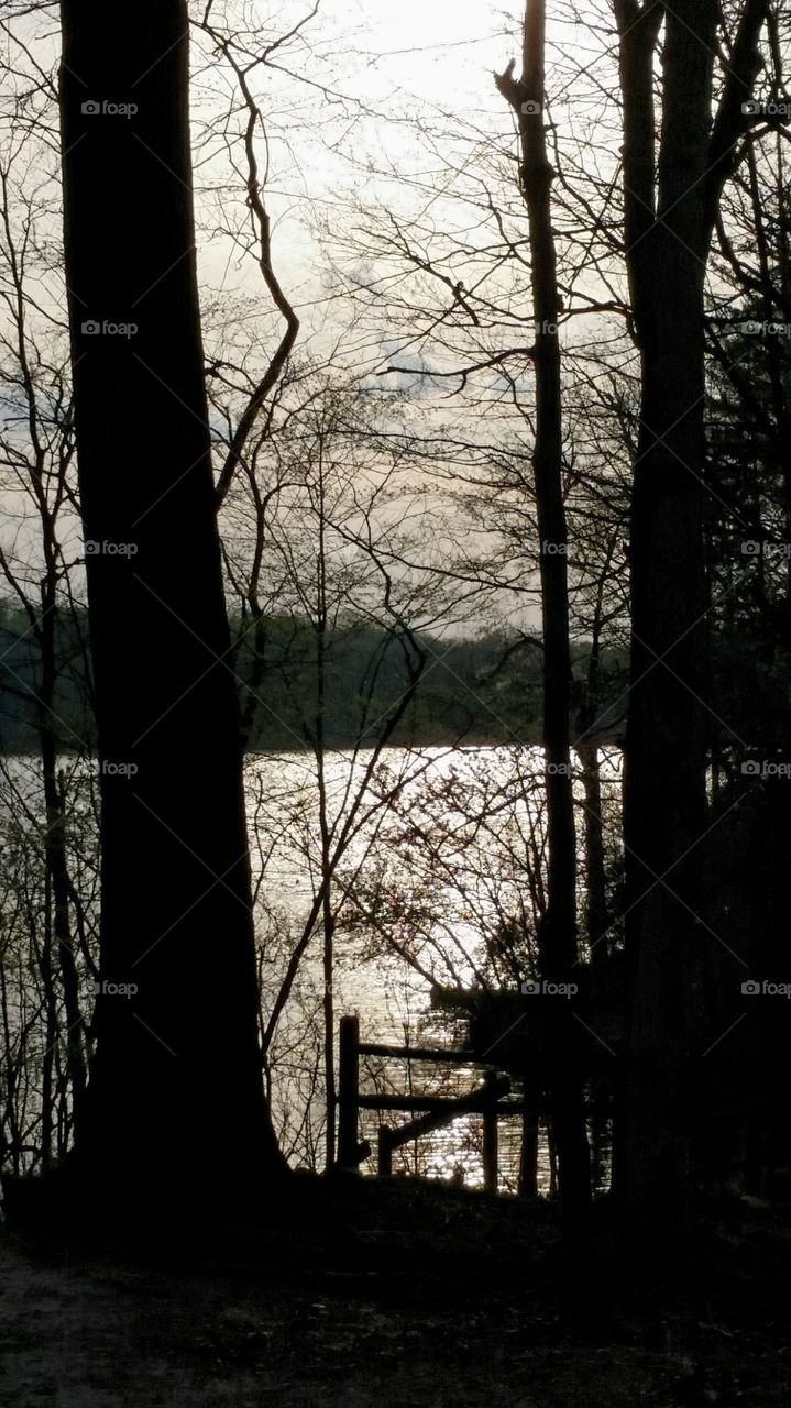 trees on a river in silhouette