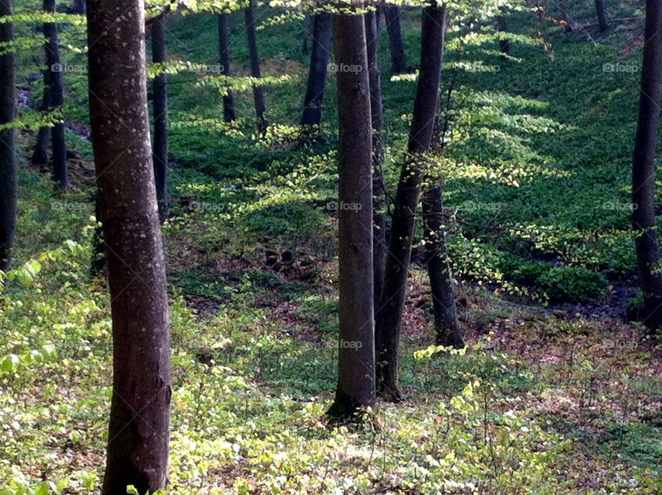 Beech forest on leafing timr