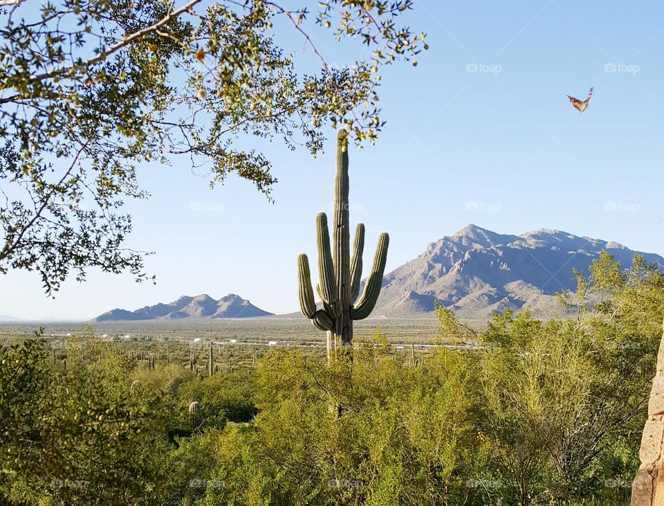 saguaro and mountains