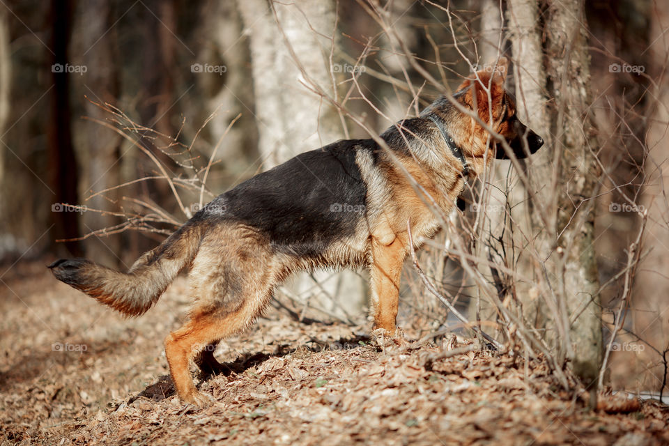 German shepherd 7-th months old puppy in a spring forest at sunny day