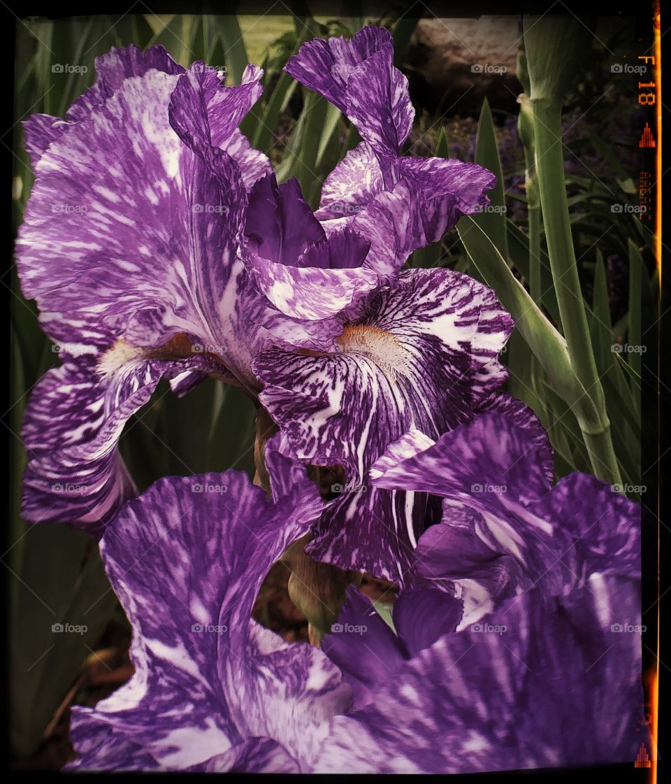 Iris