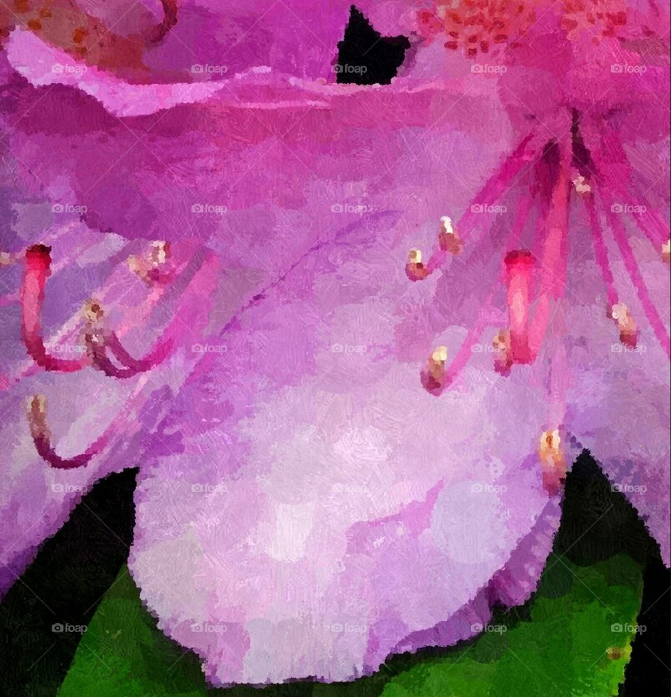 rhododendron bloom