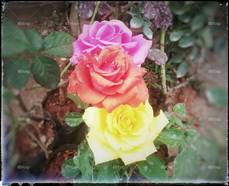 roses . roses one by one