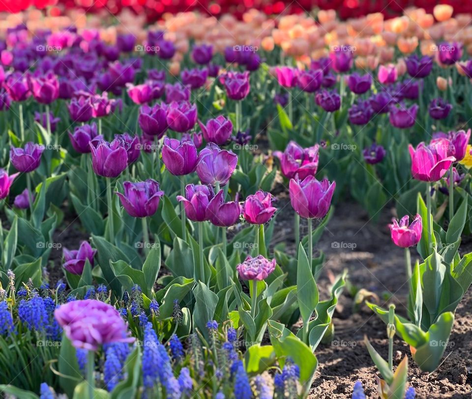 Colourful tulips