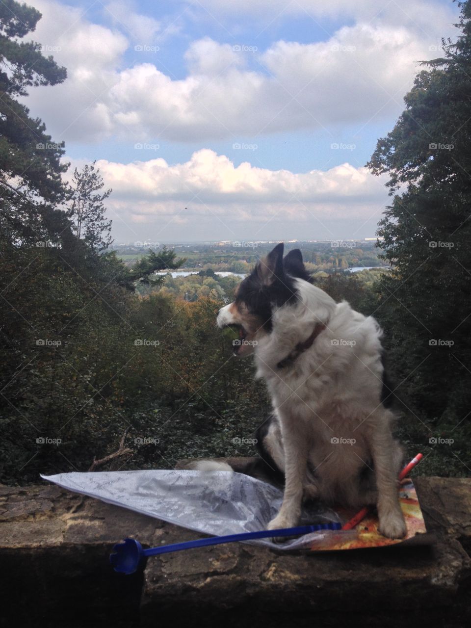 Featuring Duffy the border collie