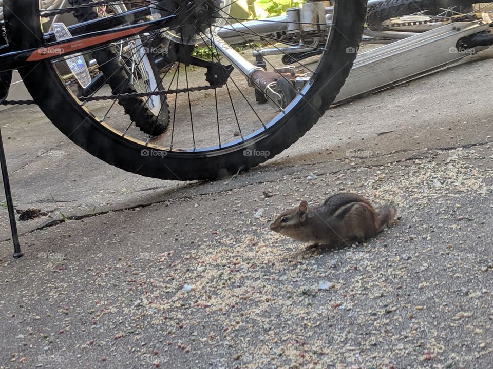 chipmunk